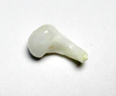 Clam Pearl Curled with Flame 14mm