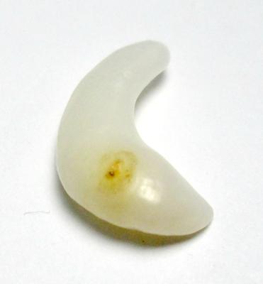 Clam Pearl Curved 19mm Yellowish