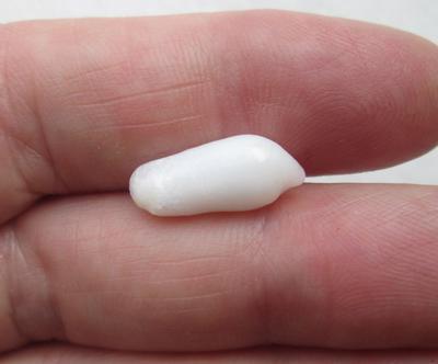 Clam Pearl Cylinder Shape 8+ carats 