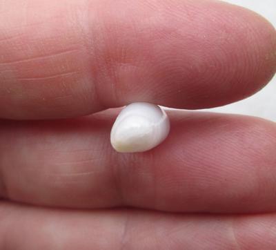 Clam Pearl Cylinder Shape 8+ carats 