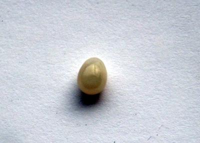 Clam pearl