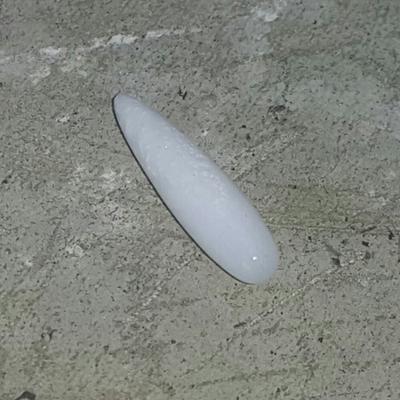 Clam Pearl Drop 4.2 ct