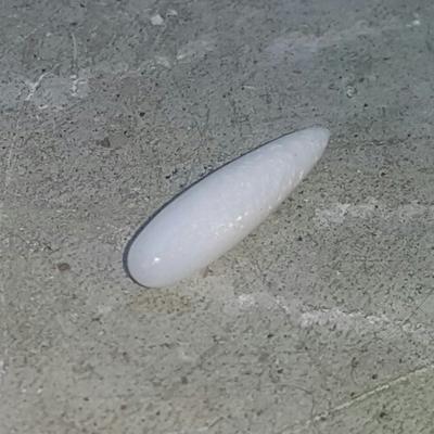 Clam Pearl Drop 4.2 ct