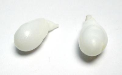 Clam Pearl Drop Pair 18+mm 16+ carats