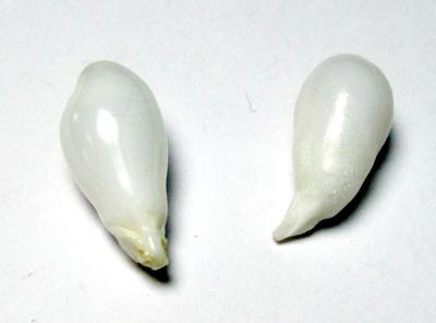 Clam Pearl Drop Pair 18+mm 16+ carats
