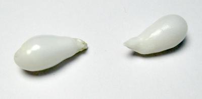 Clam Pearl Drop Pair 18+mm 16+ carats