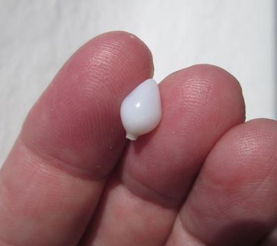 Clam Pearl Drop Shape 2+ carats with Flame