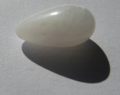 Clam Pearl Drop Shape