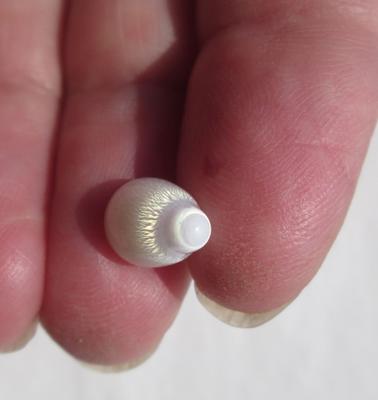Clam Pearl Drop Shape with Very Strong Flame 3+ carats