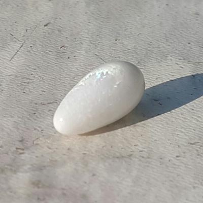 Clam Pearl Drop with Flame 6+ ct