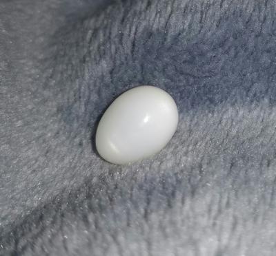 Clam Pearl Drop with Flame 6+ ct