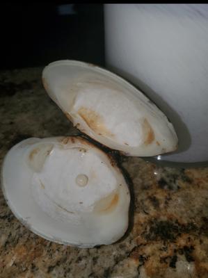 Clam pearl - Found - Lost - Found Again