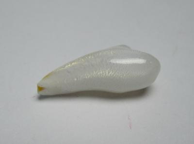 Clam Pearl Full Flame 19mm 6 carats Baroque Shape