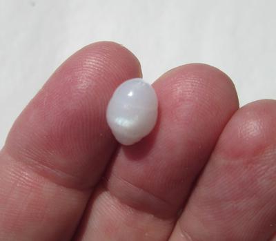 Clam Pearl Full Flame 3+ carats Oval Shaped