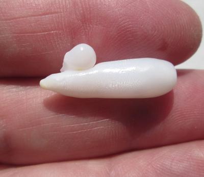 Clam Pearl Mouse or Ball & Bat Shape with Flame