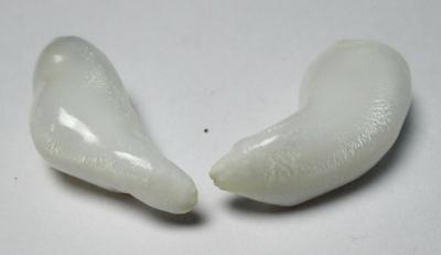 Clam Pearl Pair Curved Drops Good Matching Full Flame