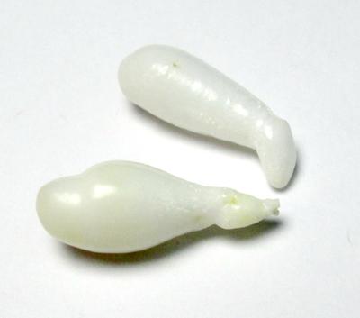 Clam Pearl Pair Drop Shape 20+mm