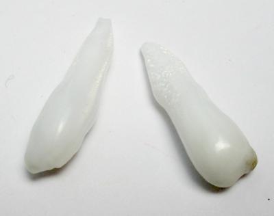 Clam Pearl Pair Drop Shaped 18+ carats 27+mm