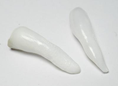 Clam Pearl Pair Drop Shaped 18+ carats 27+mm