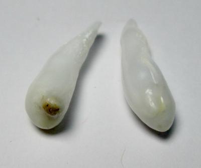 Clam Pearl Pair Drop Shaped 18+ carats 27+mm