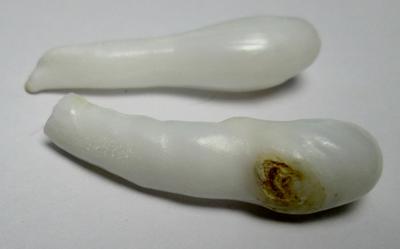 Clam Pearl Pair Extra Long Drops 35mm 35carats total
