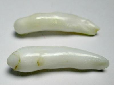 Clam Pearl Pair Long Baroque Drops 18+mm