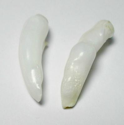 Clam Pearl Pair Long Baroque Drops 18+mm