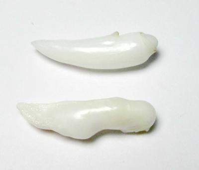 Clam Pearl Pair Long Baroque Drops 18+mm