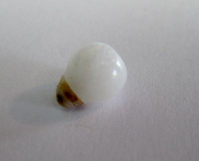 Clam Pearl Round Drop with Full Flame 8mm