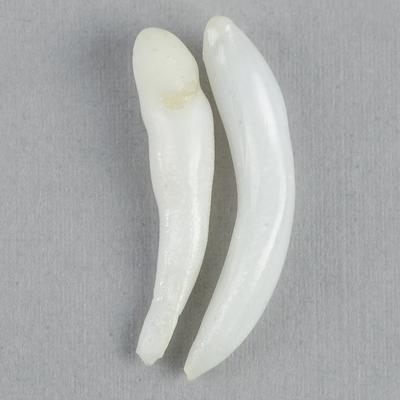 Clam Pearl Spike Pair 24-26mm