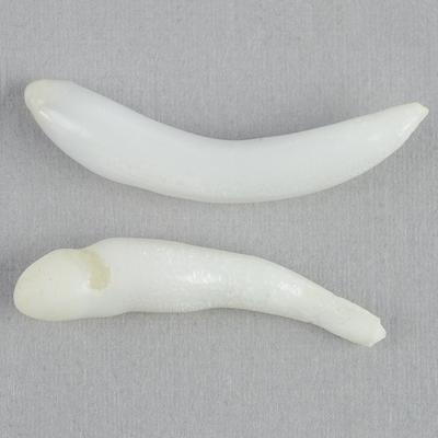 Clam Pearl Spike Pair 24-26mm