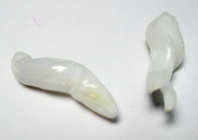 Clam Pearl Squigly Shape Full Flame 13+mm 13+ carats 