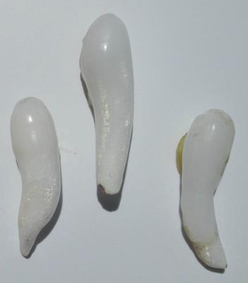 Clam Pearls 3 Long Drops 25-27mm for Sale