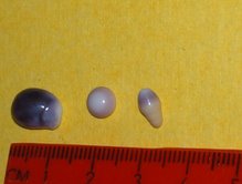 CLam Pearls from Cape Cod