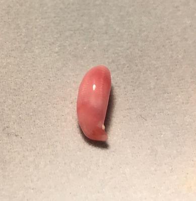 Conch Pearl 1.20 ct