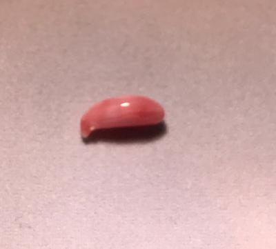 Conch Pearl 1.20 ct