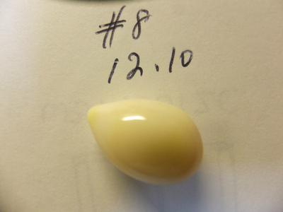 12.10 carat conch pearl