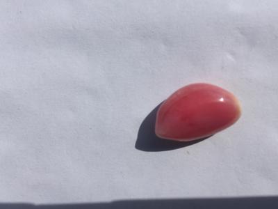 Conch Pearl 13 carats 17mm Pink & White