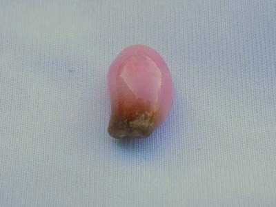 Conch Pearl 8.45 cts 15.05mm