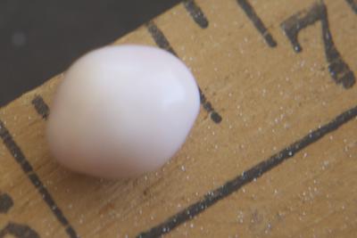 Conch Pearl 3+ carats Light Pink