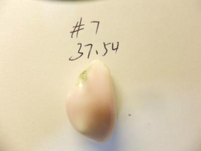 37.54ct conch pearl