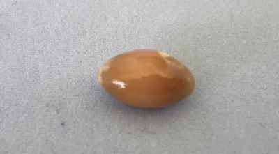 Conch Pearl 7.79 ct Brown Oval 14mm for Sale
