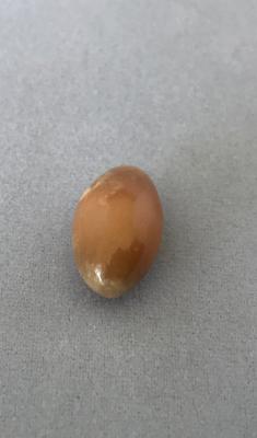 Conch Pearl 7.79 ct Brown Oval 14mm for Sale