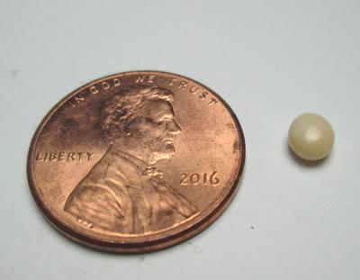 Conch Pearl Beige Button 5mm