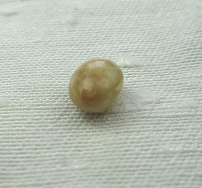 Conch Pearl Brownish Beige 6mm