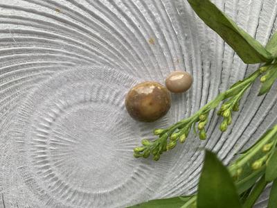 Conch pearl collection 