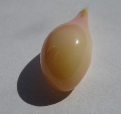 7.66 carats Natural Conch Pearl Drop Shape