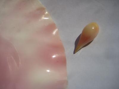 7.66 carats Natural Conch Pearl Drop Shape