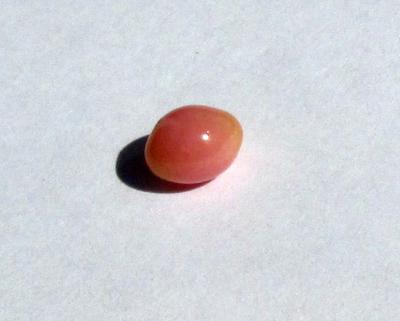 Conch Pearl Light Pink 1+ carats