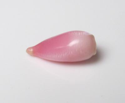 conch pearl
